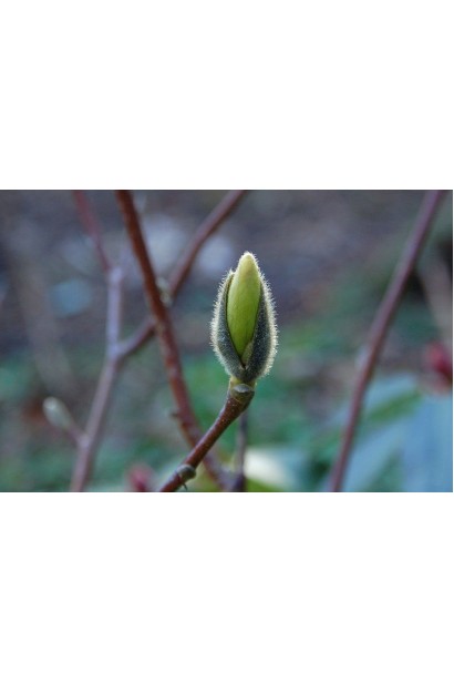 Magnolia ’Sunrise’ в бутонах